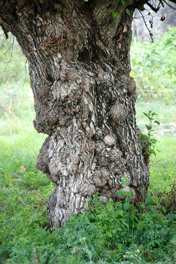 Circuito di collegamento di albero immagine stock libera da diritti Circuito di collegamento di albero immagine stock libera da diritti
