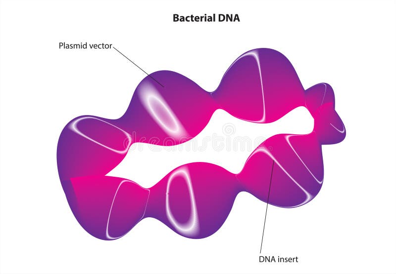 Certain Organelles Stock Illustrations 2 Certain Organelles Stock Biology Diagrams