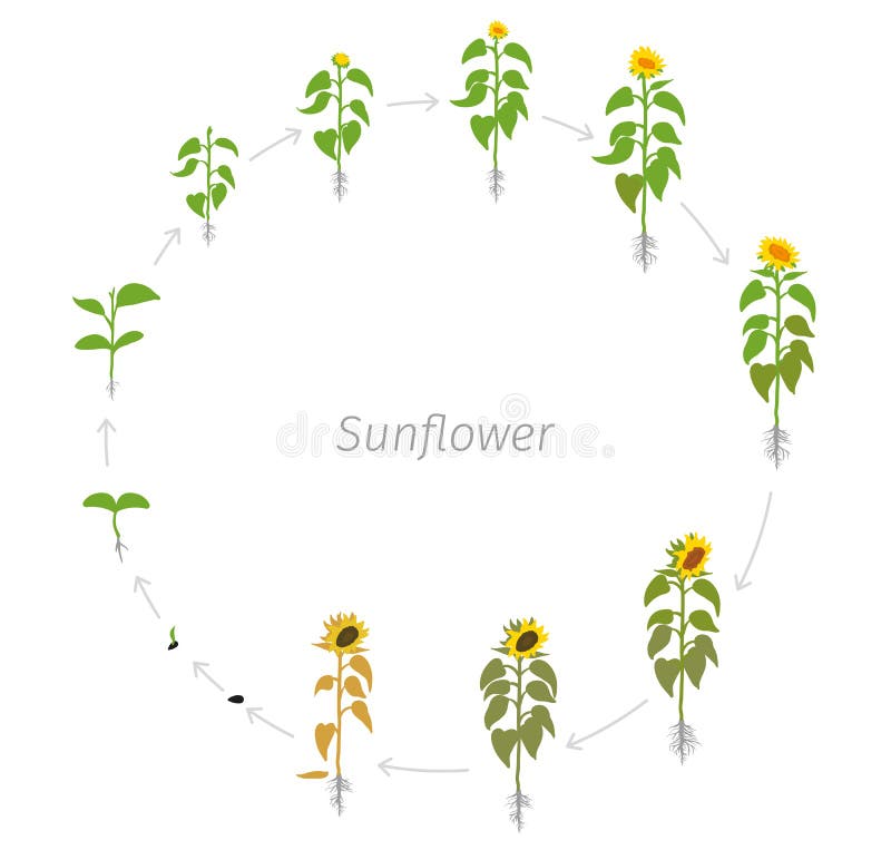 Circular life cycle of Sunflower plant. Helianthus annuus. Round Growth stages vector illustration stock illustration Circular life cycle of Sunflower plant. Helianthus annuus. Round Growth stages vector illustration stock illustration