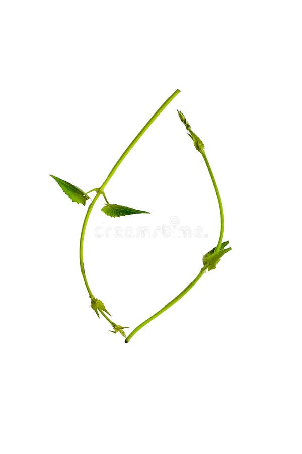 Circular vine at the roots of tropical trees, isolated on white background, clipping path included. real zise