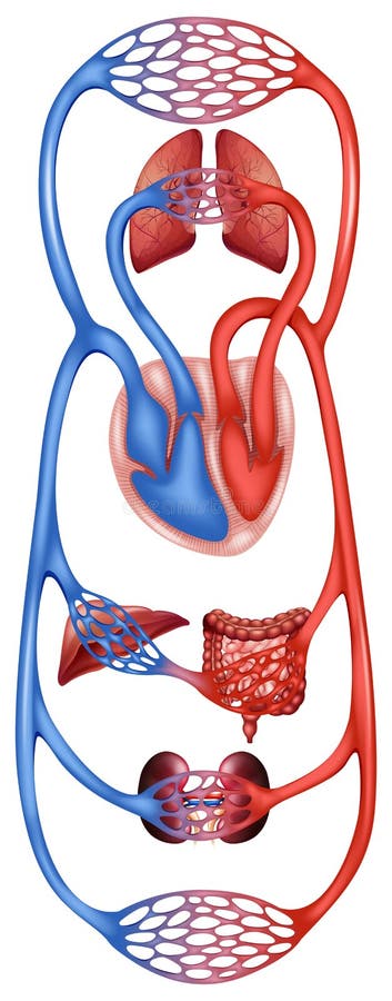 Blood Flow In Human Circulatory System Stock Vector - Illustration of