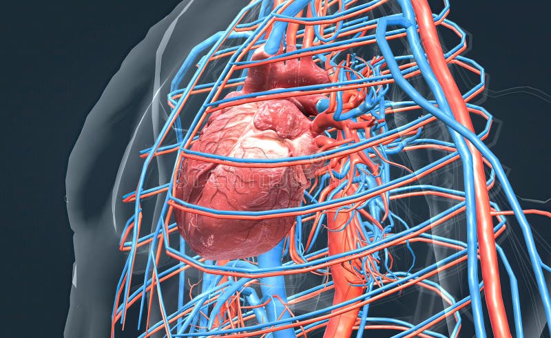 The Circulatory System Consists Of Blood Vessels That Carry Blood To the-circulatory-system-consists-of-blood-vessels-that-carry-blood-to