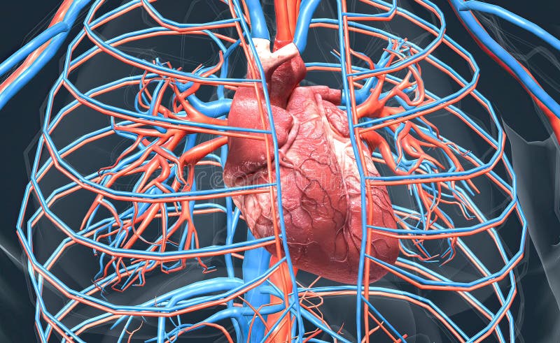 The Circulatory System Consists of Blood Vessels that Carry Blood To ...