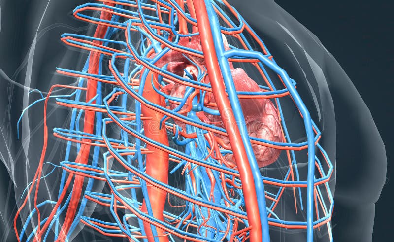 The Circulatory System Consists Of Blood Vessels That Carry Blood To the-circulatory-system-consists-of-blood-vessels-that-carry-blood-to