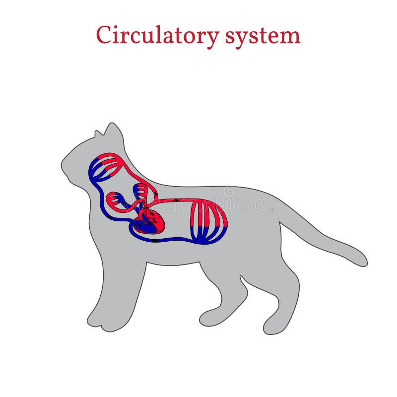 Circulatory System of the Cat Stock Vector - Illustration of diagram,  aorta: 53988326