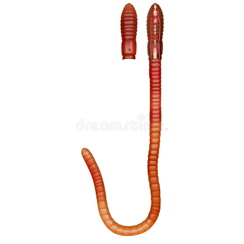 Circulatory System Of Earthworm Stock Illustration - Illustration of