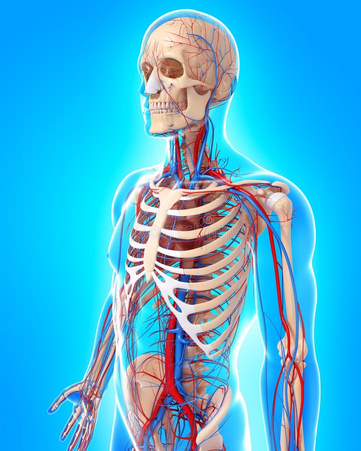 Circulatory System Of Male Body Side View Stock Illustration