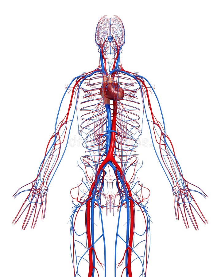Circulatory System Of Male With Heart Stock Illustration ...
