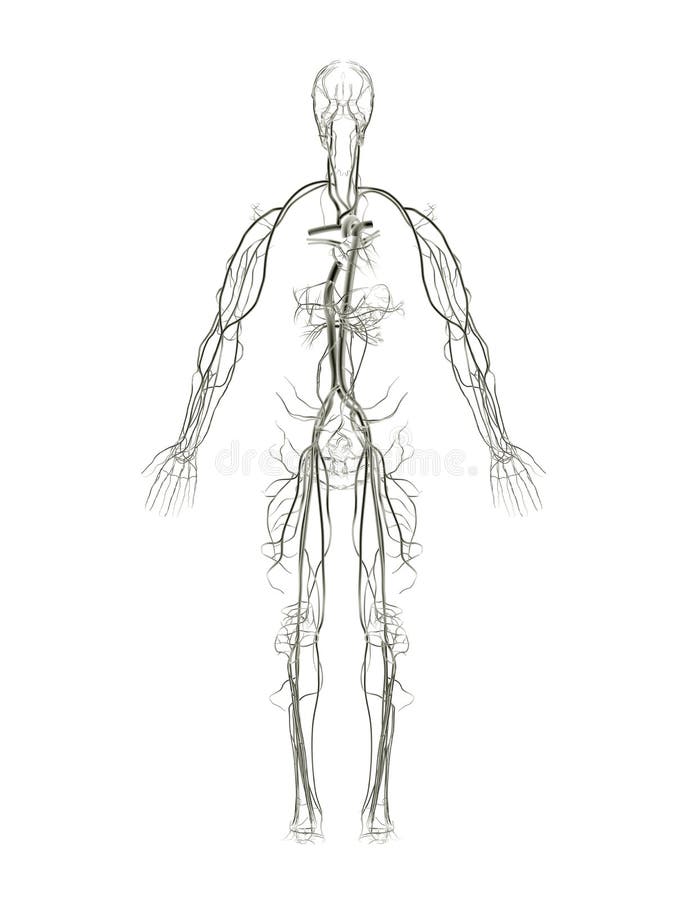 Circulatory System X-ray stock illustration