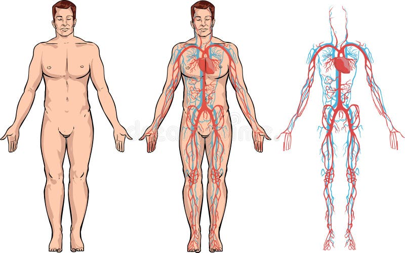 Circulatory system stock illustration
