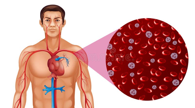 Circulação sanguínea no ser humano ilustração do vetor Circulação sanguínea no ser humano ilustração do vetor