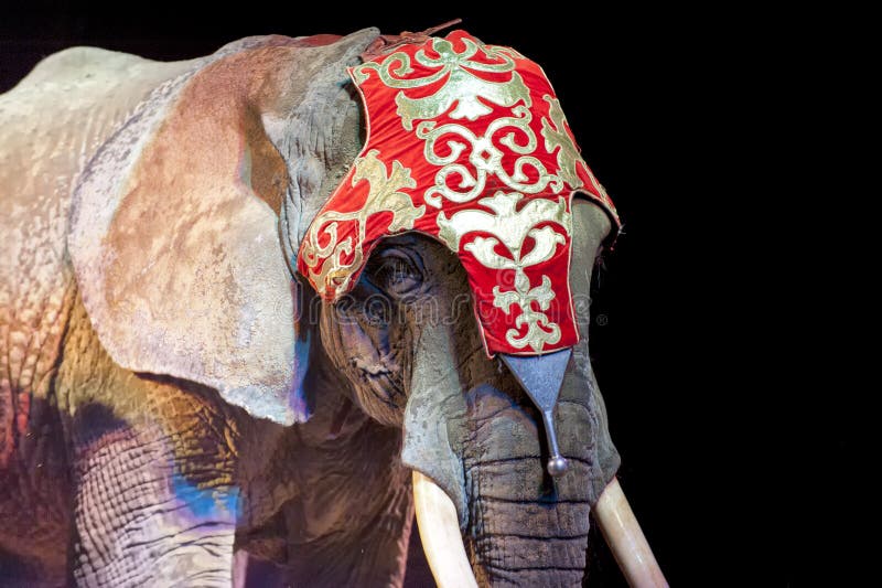 Circus elephant