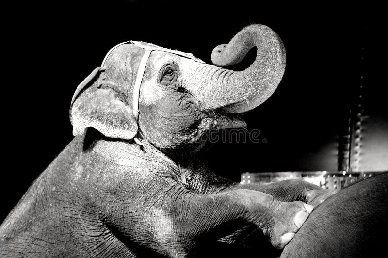 Circus Elephant Statue with Decoration Stock Image Image of trunk