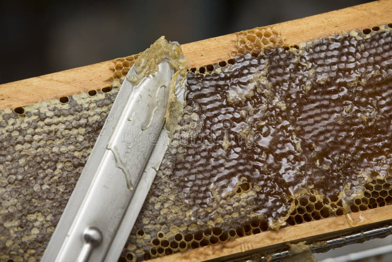 Cire d'abeille enlevée par apiculteur photo stock Cire d'abeille enlevée par apiculteur photo stock