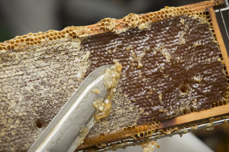 Cire d'abeille enlevée par apiculteur image stock Cire d'abeille enlevée par apiculteur image stock