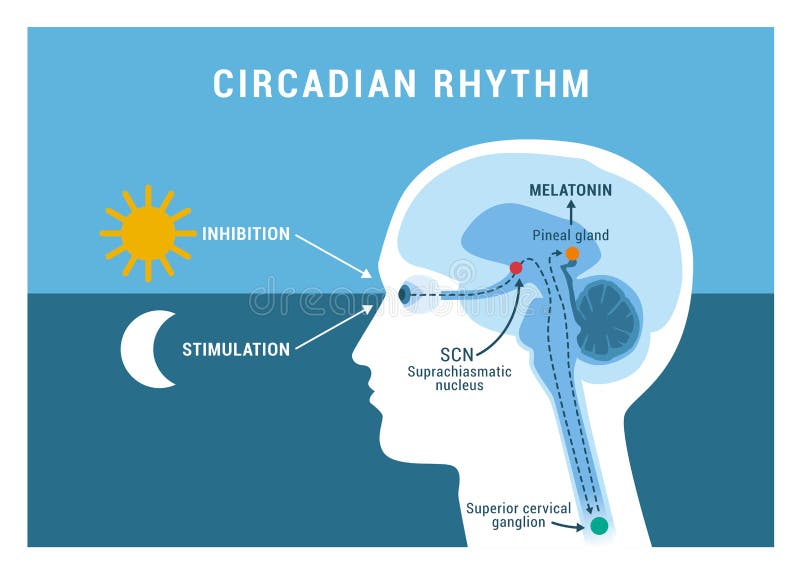 The circadian rhythm and sleep-wake cycle: how exposure to sunlight regulates melatonin secretion in the human brain and body processes. The circadian rhythm and sleep-wake cycle: how exposure to sunlight regulates melatonin secretion in the human brain and body processes