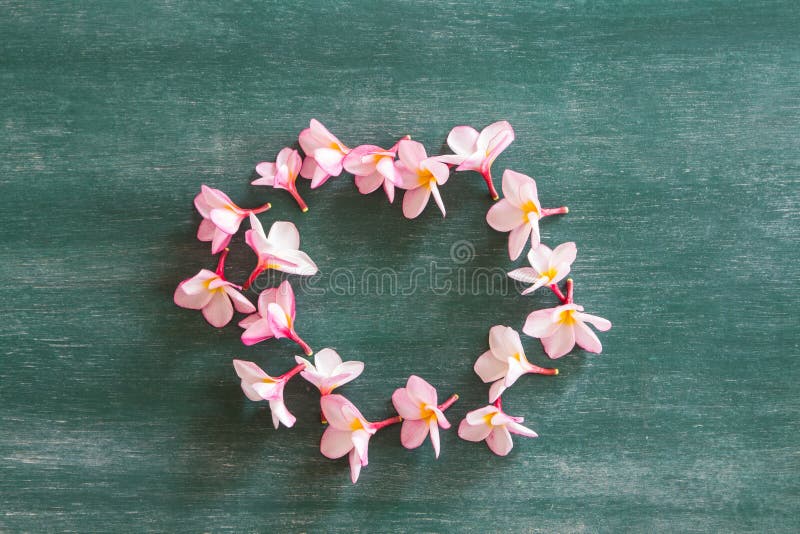 Cirkel van plumeria op bord stock afbeeldingen Cirkel van plumeria op bord stock afbeeldingen