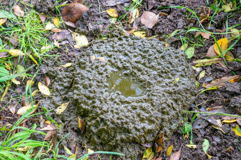 Cirkelformad ko med en liten urinbassäng i mitten arkivbilder