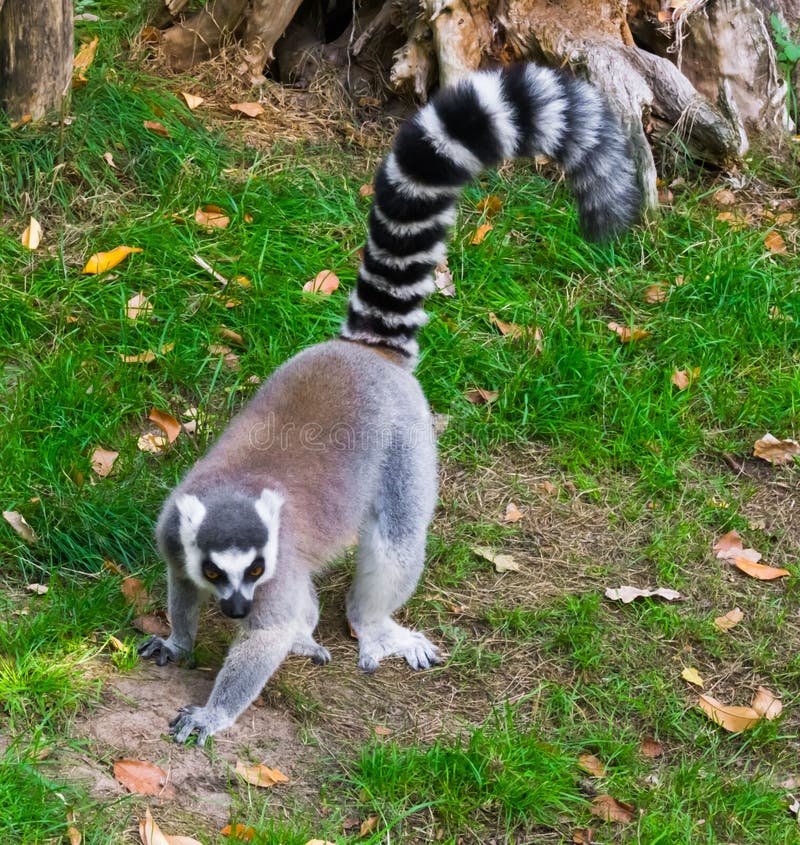 Cirkeln tailed makin som går i en defensiv, poserar, en tropisk utsatt för fara apa från Madagaskar royaltyfri foto Cirkeln tailed makin som går i en defensiv, poserar, en tropisk utsatt för fara apa från Madagaskar royaltyfri foto