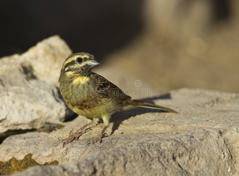 Cirl Bunting