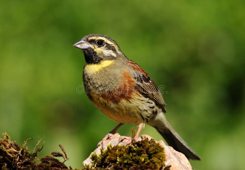 Cirl Bunting