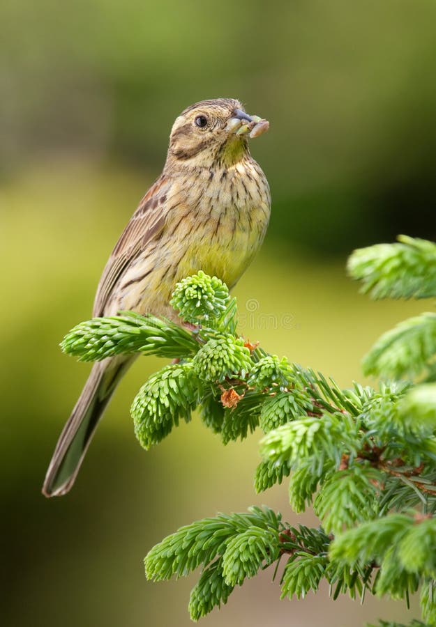 Cirl Bunting (Emberiza cirlus)