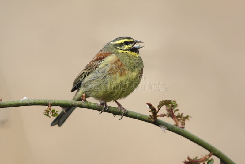 Cirl bunting, Emberiza cirlus