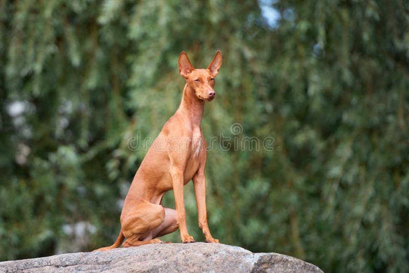 Cirneco dell etna dog outdoors royalty free stock photos