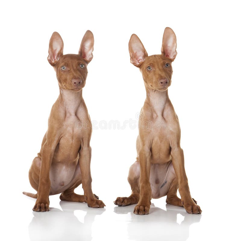 Cirneco Etna dog royalty free stock photo