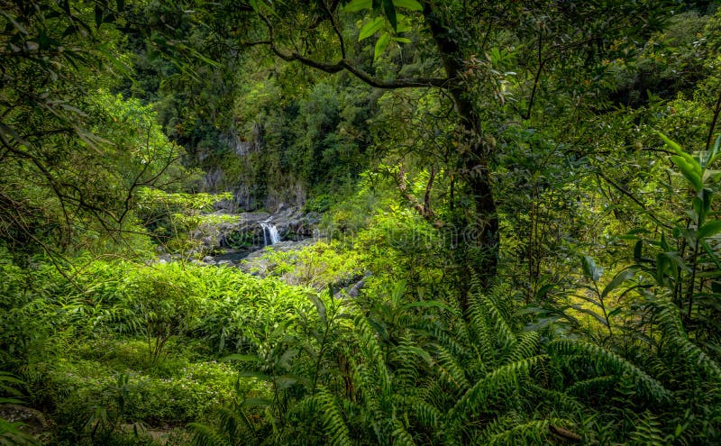 Mystic waterfall seen through the lush vegetation. great hike, Cirque de Salazie in La reunion. Mystic waterfall seen through the lush vegetation. great hike, Cirque de Salazie in La reunion
