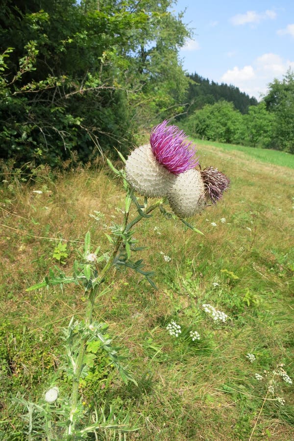 Cirsiumeriophorum för ullig tistel arkivfoto Cirsiumeriophorum för ullig tistel arkivfoto