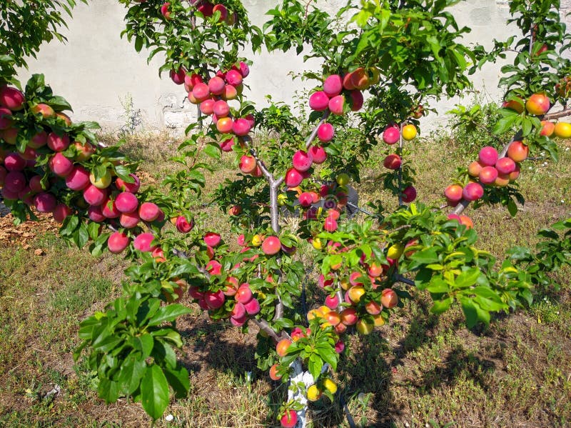 Ciruela Roja De Ciruelas Sobre Una Rama De árbol Imagen de archivo - Imagen  de colgante, fondo: 189593403