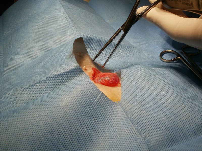 Dor No Testículo Após Cirurgia De Hérnia Inguinal Cirurgia Da Hérnia Inguinal Imagem de Stock - Imagem de cirurgia, puppy