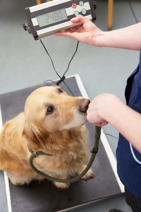 Cirurgia veterinária de Weighing Dog In da enfermeira fotografia de stock