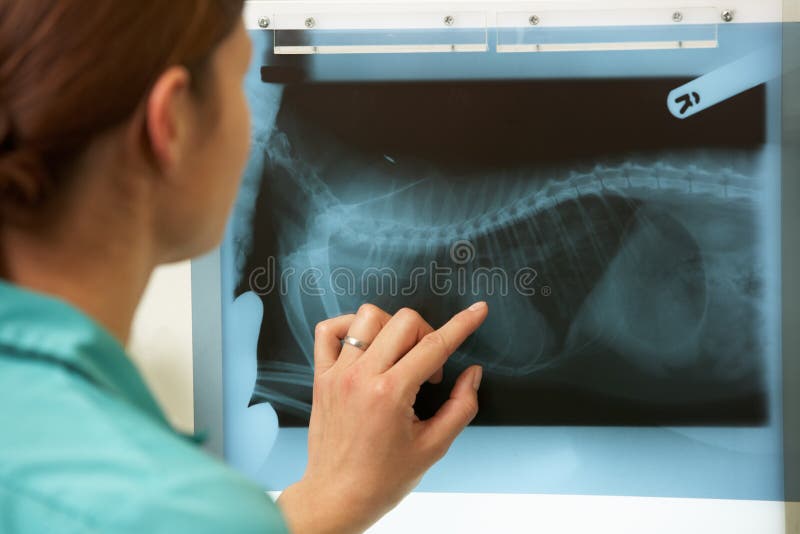 Cirurgião veterinário fêmea que examina a raia de X imagem de stock