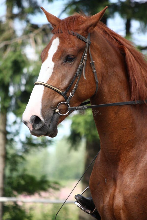 Chestnut horse portrait with bridle in the rural area. Chestnut horse portrait with bridle in the rural area