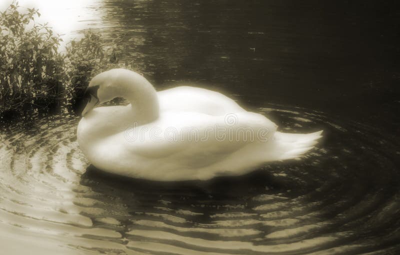Download Cisne imagen de archivo. Imagen de cisne, natación, cisnes - 6075