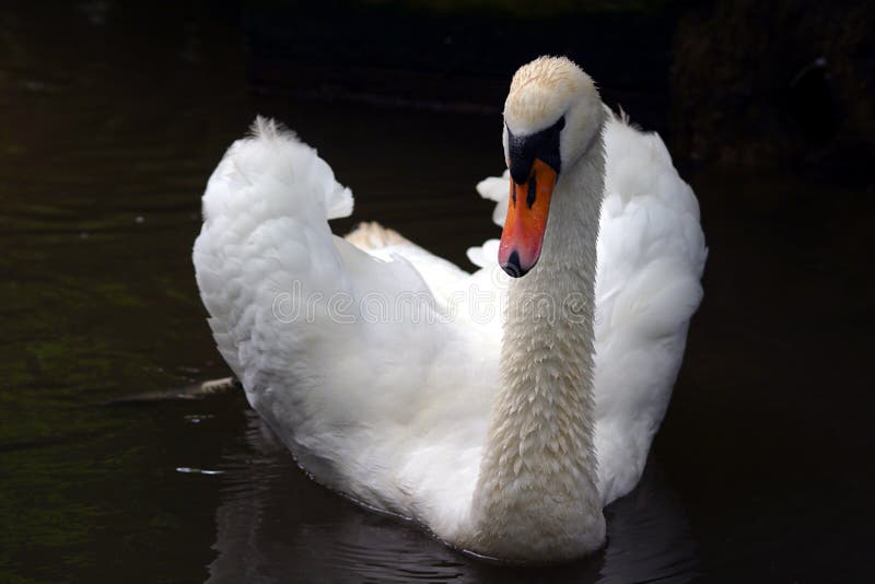 Cisne imagem de stock royalty free Cisne imagem de stock royalty free