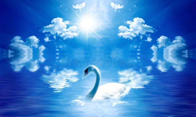 Cisne imagem de stock