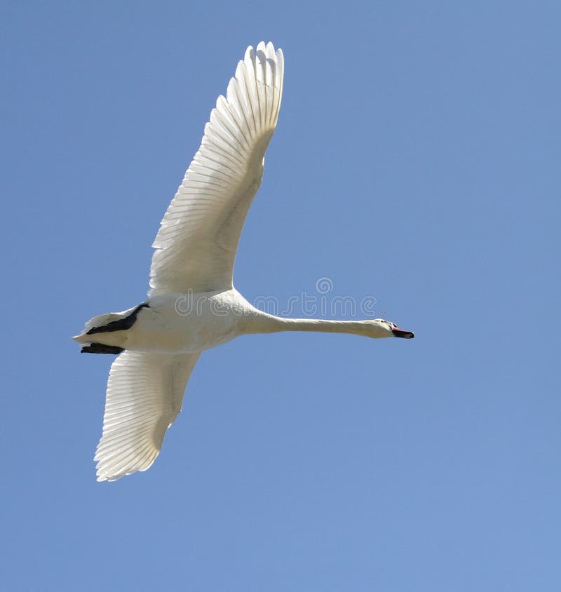 Cisne foto de archivo. Imagen de cielo, plumas, waterbird 2367820