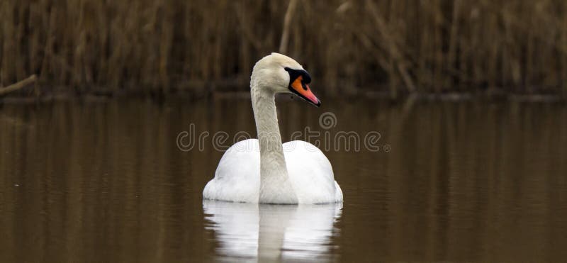 Swan in dark forrest lake. Swan in dark forrest lake