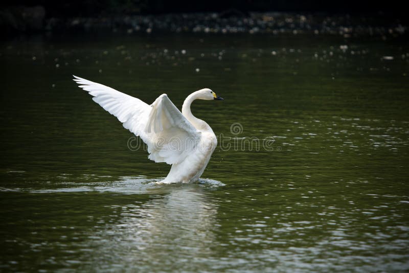 Most people love swan for her elegance, beauty and nobleness. In this picture, the blue water, white swan and her reflection in the water. Most people love swan for her elegance, beauty and nobleness. In this picture, the blue water, white swan and her reflection in the water