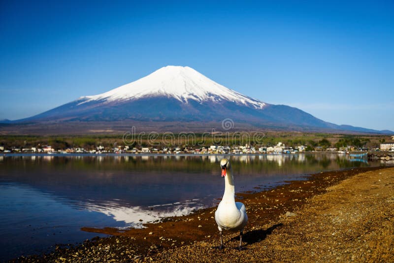 Cisne blanco con Mt Fuji, lago Yamanaka fotografía de archivo Cisne blanco con Mt Fuji, lago Yamanaka fotografía de archivo
