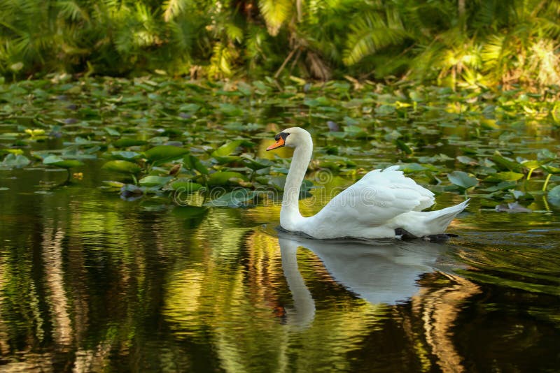 Cisne blanco hermoso que se desliza en un río del color imagen de archivo Cisne blanco hermoso que se desliza en un río del color imagen de archivo
