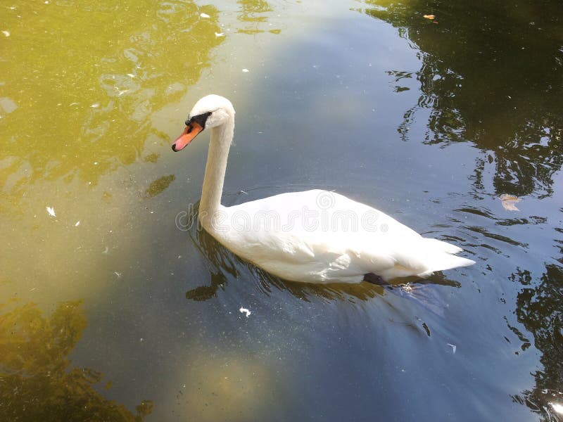 Cisne branca fotografia de stock royalty free Cisne branca fotografia de stock royalty free