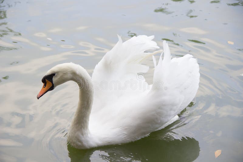 A cisne branca nada no lago foto de stock A cisne branca nada no lago foto de stock