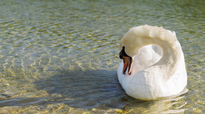 Cisne branco no lago foto de stock