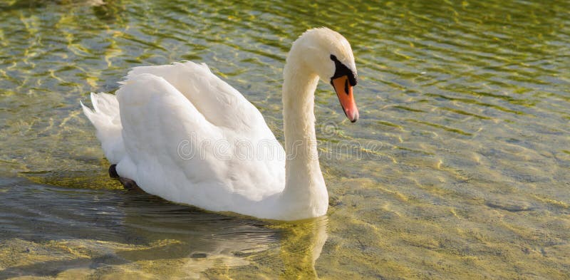 Cisne branco no lago imagens de stock
