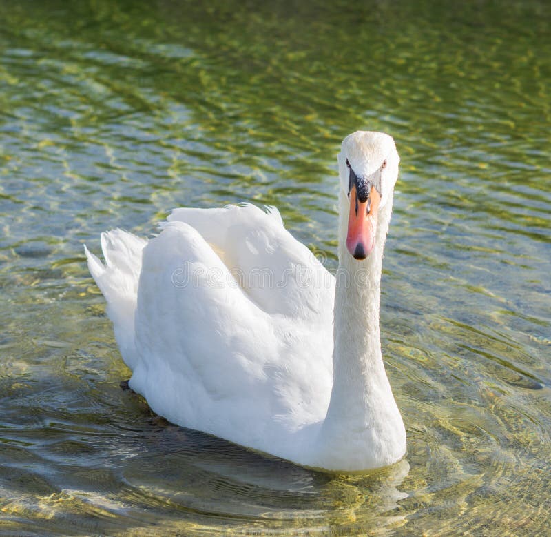 Cisne branco no lago fotografia de stock royalty free
