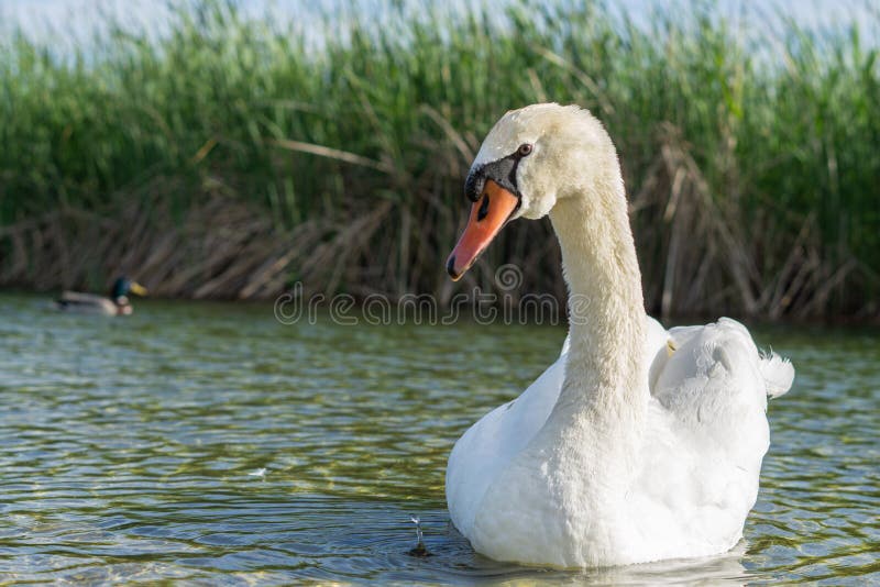 Cisne branco no lago fotos de stock royalty free